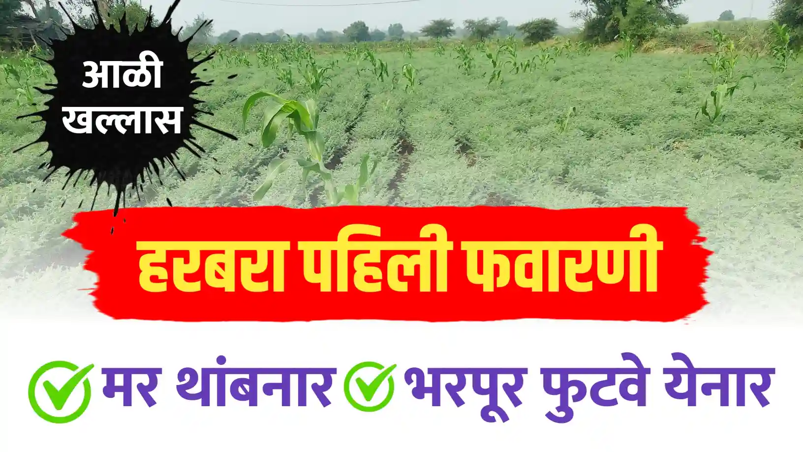 हरभरा पिकासाठी पहिली