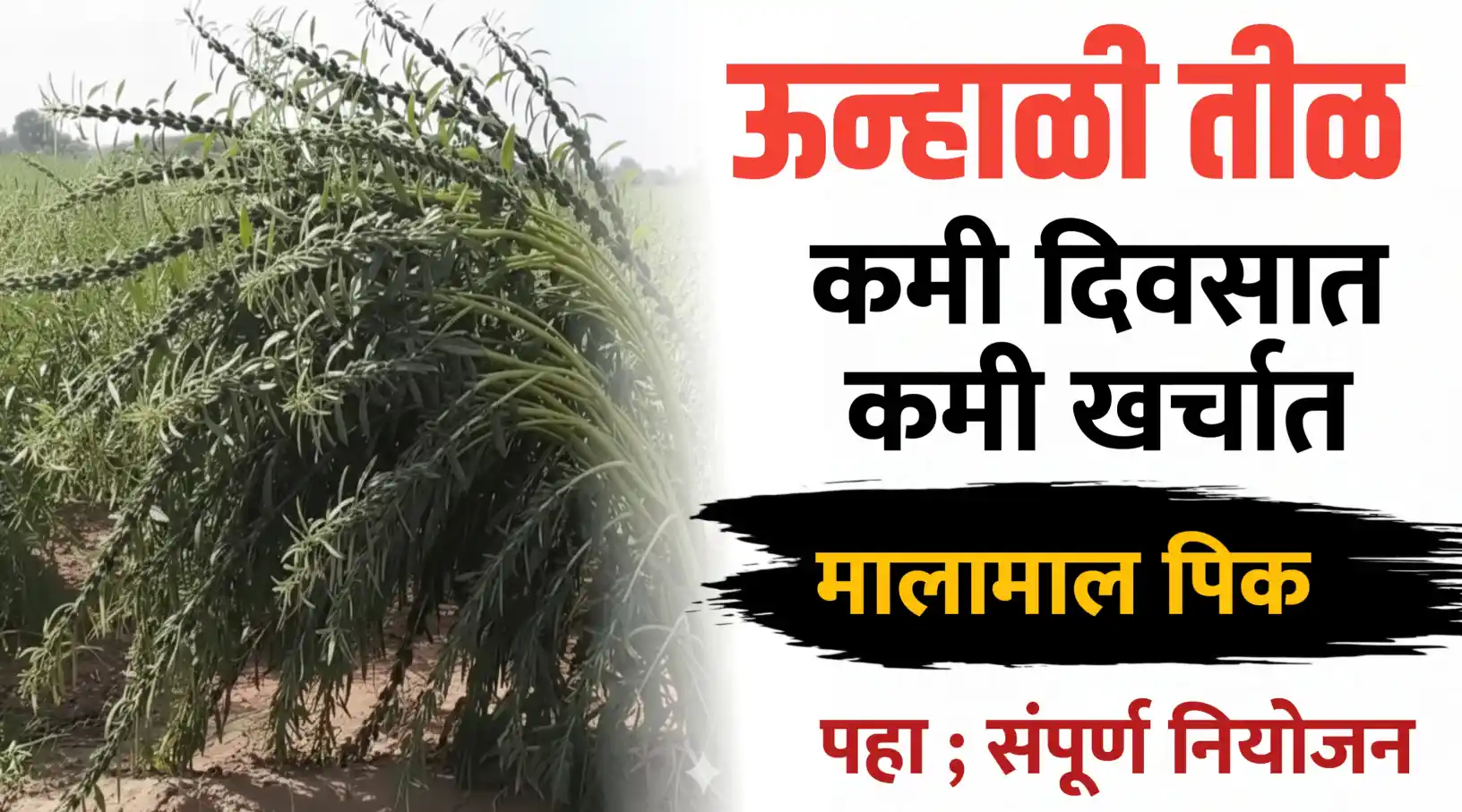 उन्हाळी तीळ