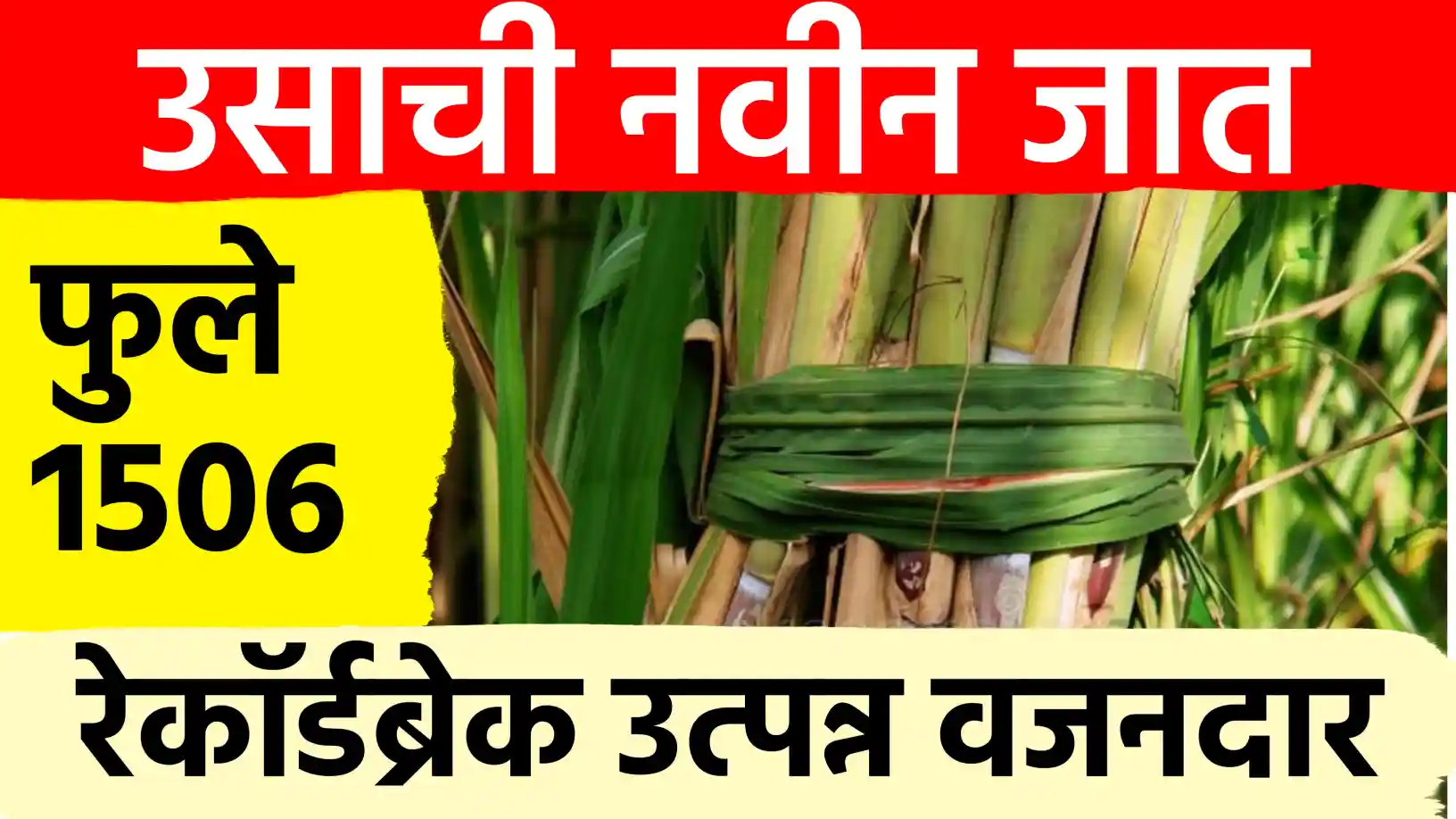 फुले ऊस १५००६