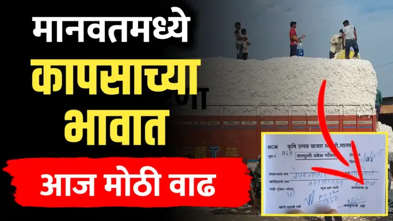 मानवतमध्ये कापसाच्या भावात मोठी वाढ, भाव 7500 पार