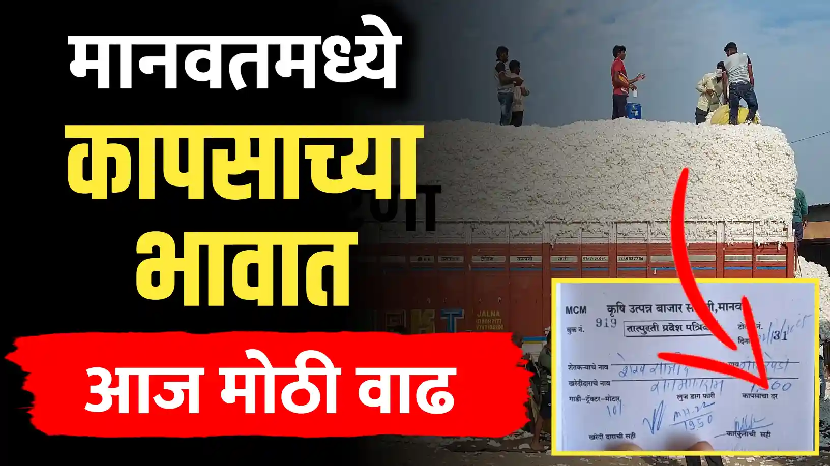 मानवतमध्ये कापसाच्या