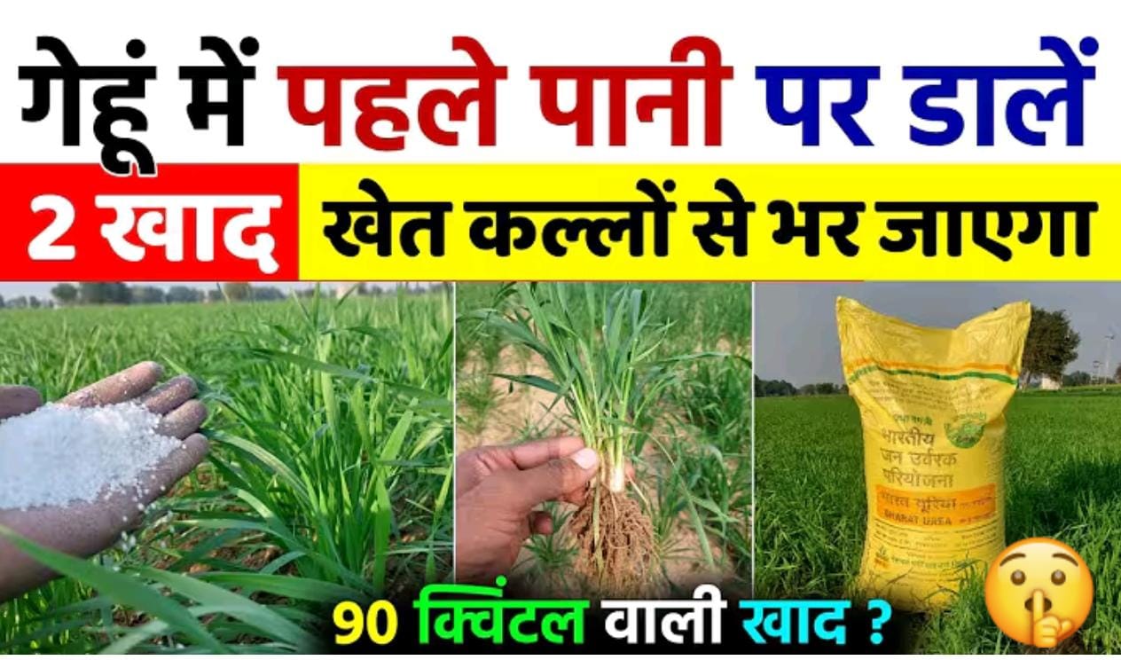 गेहूं की फसल