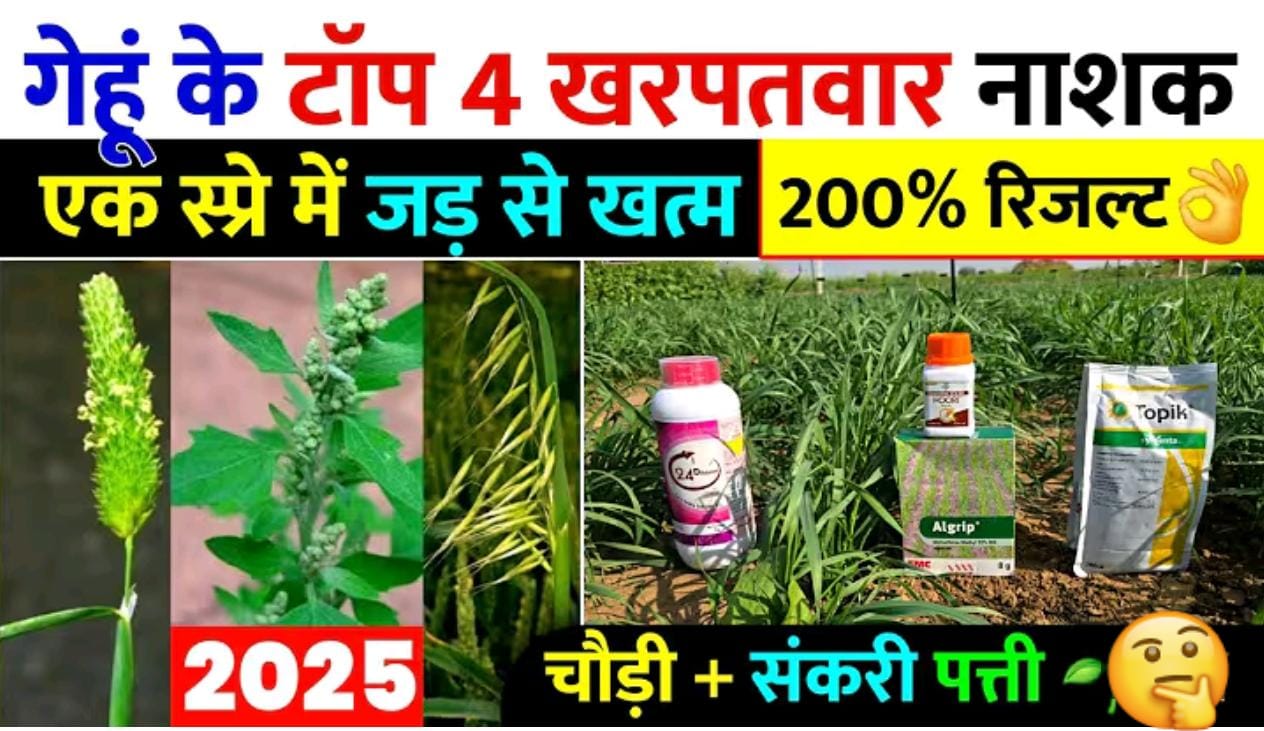 गेहूं के टाँप 8 खनपवार नाशक